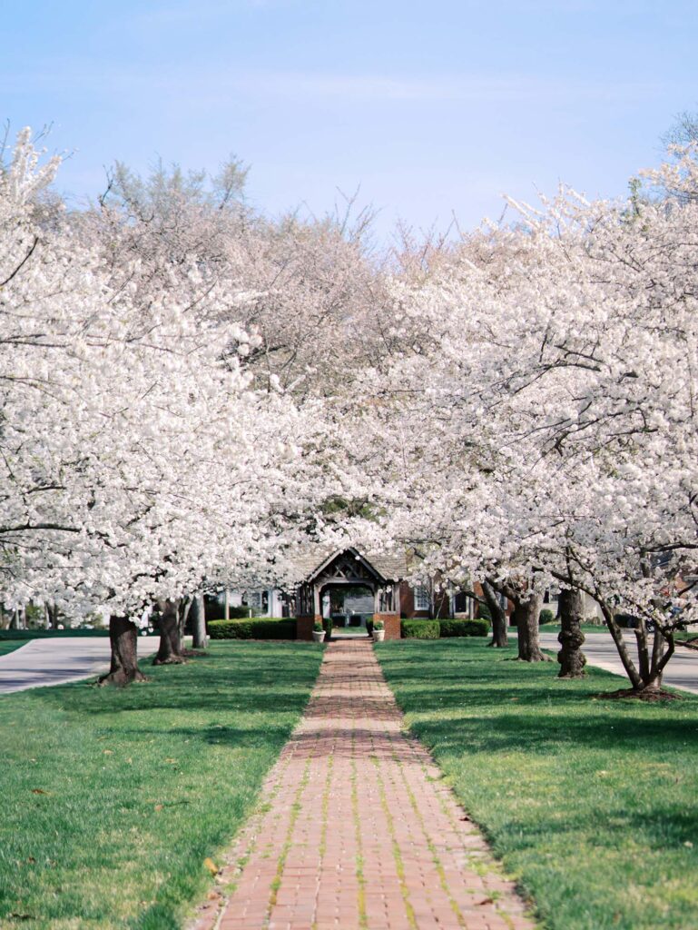 Cherry blossoms, one of the free kid-friendly things to do in Richmond, VA by Katie Stansfield Photography.